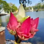 Siem Reap fleur de lotus