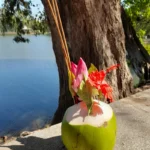 Siem Reap rivière noix de coco