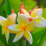 laos fleur de frangipanier