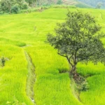 thailande chiang mai rizière