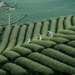 vietnam thé terrasse