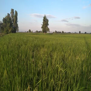 cambodge rizière arbre