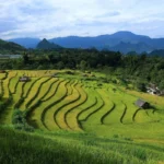 vietnam terrasse riz