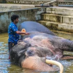 sri-lanka-elephant